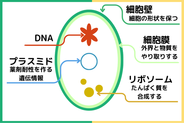 ウイルス